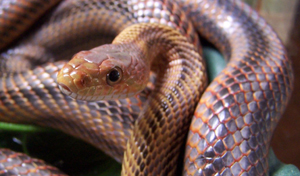 Pantherophis bairdi