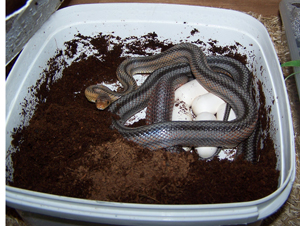 Pantherophis bairdi