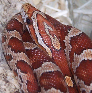 Pantherophis guttatus