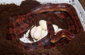 Pantherophis guttatus