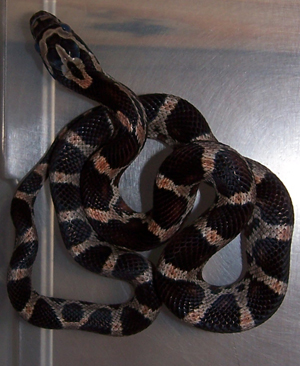 Pantherophis guttatus