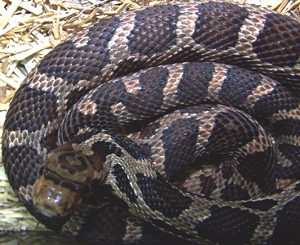 Pantherophis ramspotti